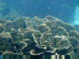 Cauliflower coral