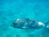 Fish swimming by glass bottom boat