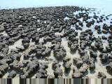 Stromatolites