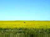Canola