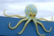 Lakes Entrance octopus