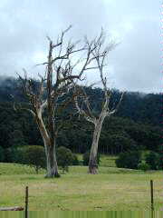 Dead trees