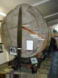 Giant Kauri log