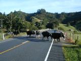 Cows crossing the road