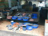 Fish for sale