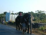 Elephants on road