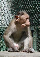 Mysore zoo