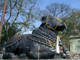 Large nandi