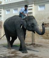 Mysore palace