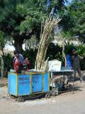 Sugar cane