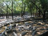 Crocodile bank