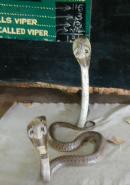 Cobras