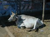 Relaxing cow
