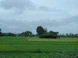 Rice fields