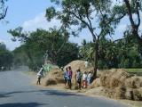 Hay drying along the road
