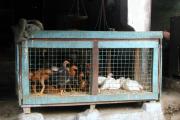 Live chickens for sale