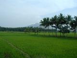 Rice fields