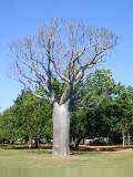 Boab tree