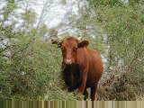 Cattle country