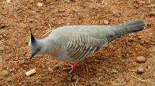 Bird at rest area