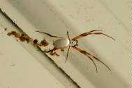 Spider at rest area