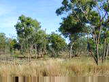 Tropical forest with termite mounds