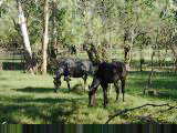 Horses