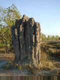 Cathedral termite mound