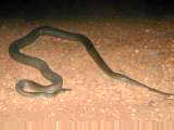 Rock python on road