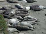 Elephant Seals near Hearst Castle.