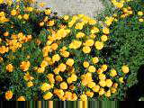 Flowers in bloom on the desert