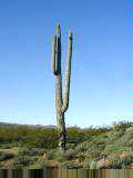 Saguaro cactus