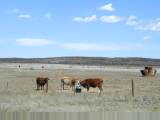 curious cows