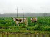 Longhorn cattle
