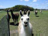 Llamas
