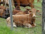 Hobby farms
