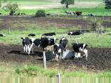 Cattle in Clarence River Valley