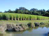 Sugar cane
