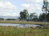 Cattle near Rockhampton