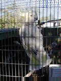 Cockatiel at Bloomsbury roadhouse