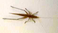 Cricket in caravan park