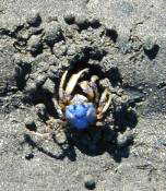 Blue crab on the beach