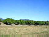 Mango trees