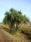 Interesting plant