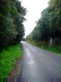 Road through the forest