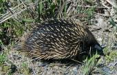 Echidna