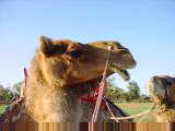 Camel