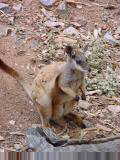 Rock wallabie