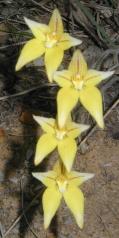 Cowslip orchids