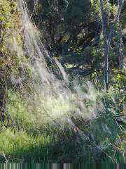 Spider webs